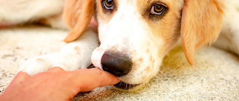 morsure de chien